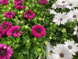 White Pink Flowers DB Garden Services Cheshire