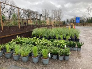 DB Garden Nursery Cheshire